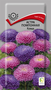 Астра Ксюша помпонная (0,3г) Поиск/10