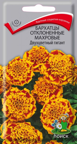 Бархатцы отклоненные махровые Двухцветный гигант