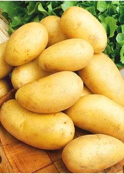 Картофель семенной "Колетте" (раннеспелый столовый желтый сорт) 2 кг (+/- 5%),  цена за 2 кг