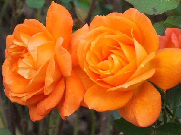 Роза Супер Трупер