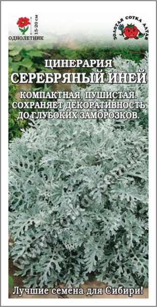 Цинерария