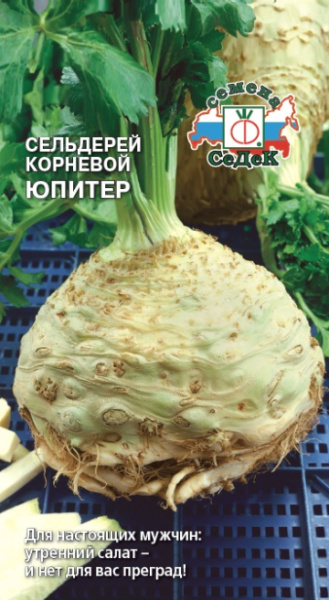 selderey_yupiter