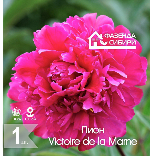 сПион Victoire de la Marne