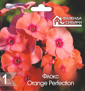 2 Флокс В ГОРШКЕ Оранж Перфекшн/Orange Perfection Фазенда Сибири