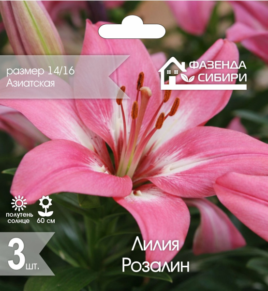 Лилия Розалин