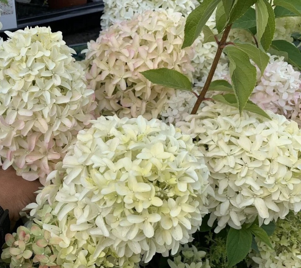 Гортензия Скайфол