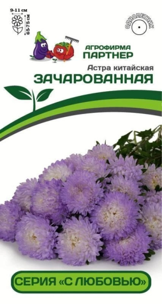АСТРА КИТАЙСКАЯ ЗАЧАРОВАННАЯ