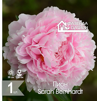  Пион Сара Бернар/Sarah Bernhardt 2/3 (1шт) Фазенда Сибири