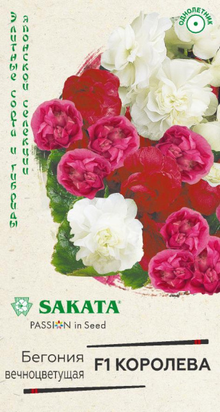 Бегония Королева