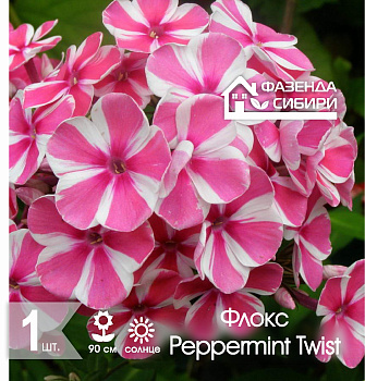  Флокс Пеперминт Твист/Peppermint Twist (1шт) Фазенда Сибири