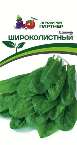 Щавель широколистный