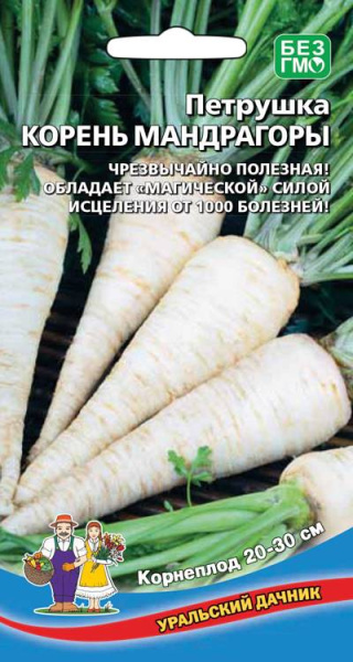 petrushka-kornevaya-koren-mandragory