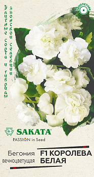 Бегония Королева белая F1 (4шт) Гавриш/10