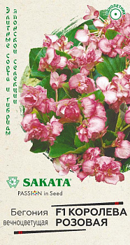 Бегония Королева розовая F1 (4шт) Гавриш/10