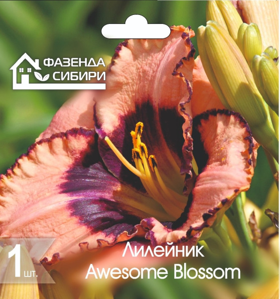 Лилейник Awesome Blossom