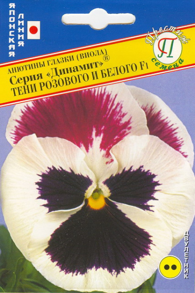 Виола тени розового и белого