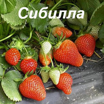 Клубника сезонная Сибилла /кратно 64