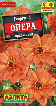 Георгина Опера оранжевая (7шт) Аэлита/10
