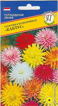Георгина Кактус (20шт) Престиж/10