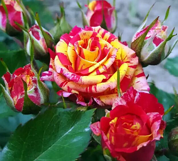  Роза Файр Флеш (Спрей) (1шт) в коробке