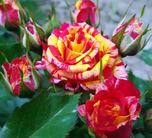 Роза Файр Флеш