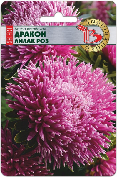 Лилак роуз