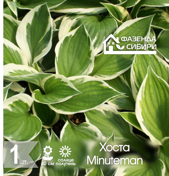 сХоста Minuteman