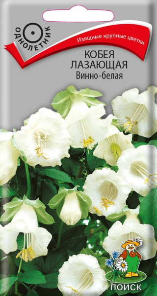Кобея лазающая Винно-белая