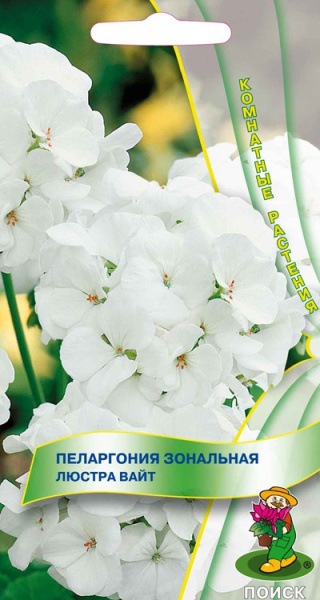 Пеларгония зональная Люстра Вайт