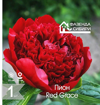  Пион Ред Грейс/Red Grace 2/3 (1шт) Фазенда Сибири