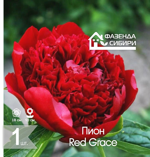 сПион Red Grace