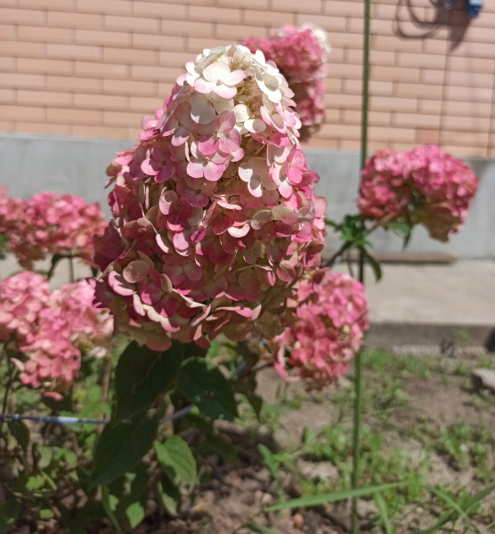 гортензия Самарская Лидия