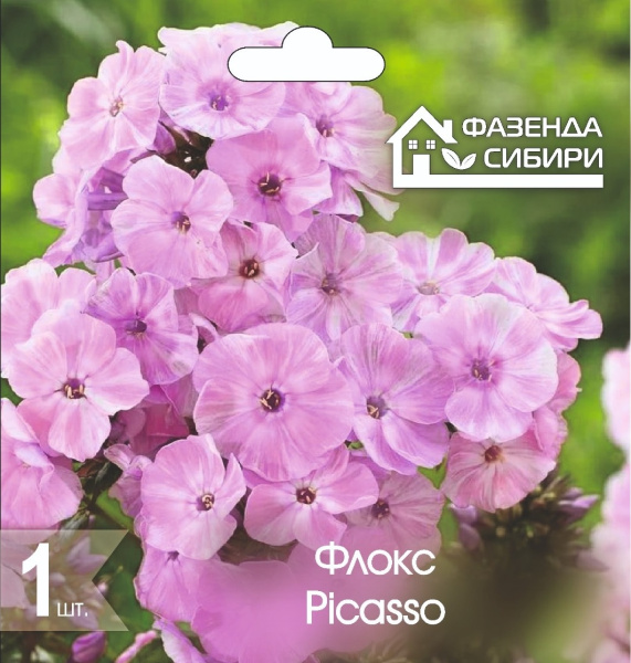 Флокс Picasso