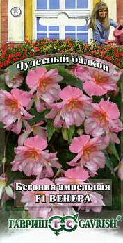 Бегония Венера F1 амп (4шт) Гавриш/10