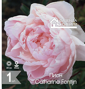  Пион Катерина Фонтейн/Catharina Fontyn 2/3 (1шт) Фазенда Сибири