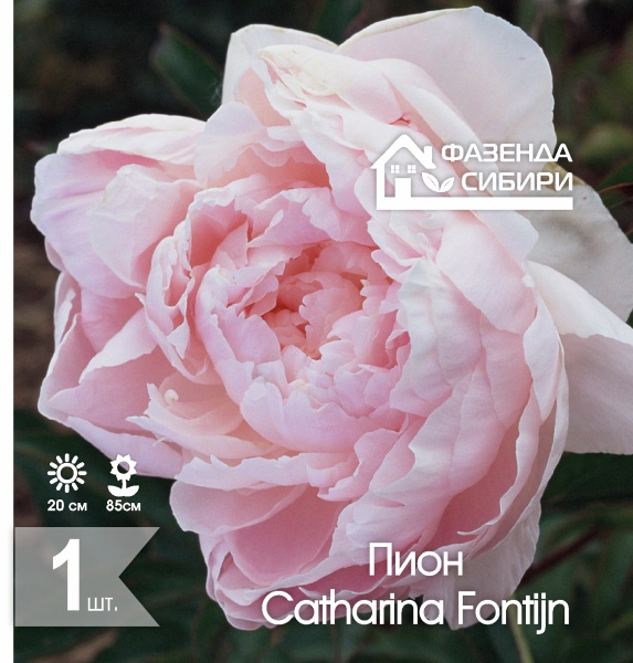 сПион Catharina Fontijn