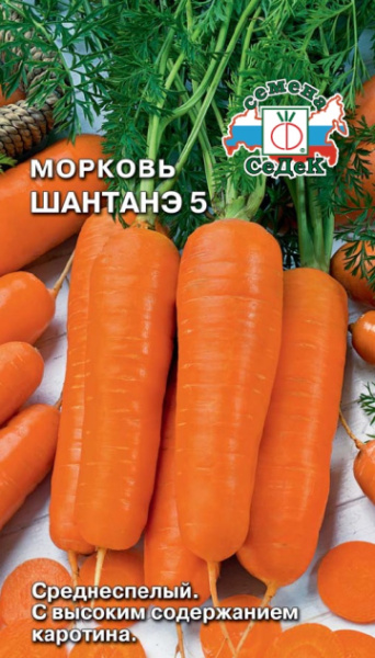 morkov_shantane_5