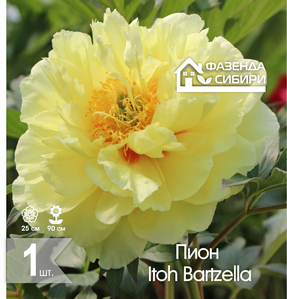 cПион  Itoh Bartzella