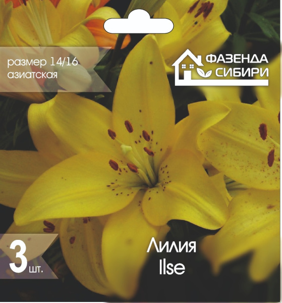 Лилия Ilse
