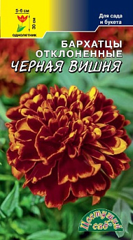 Бархатцы Черная Вишня низкорос. махров. (0,3г) ЦвСад/10