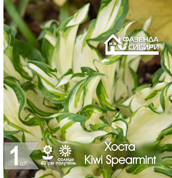 сХоста Kiwi Spearmint