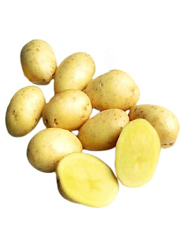 Картофель семенной Кемеровчанин 2,5 кг(супер супер элита)