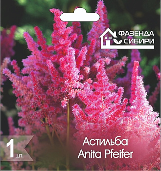 2 Астильба В ГОРШКЕ Анита Пфайфер/Anita Pfeifer Фазенда Сибири