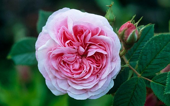  Роза Кёниген фон Денмарк (Парковая) (1шт) в коробке