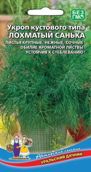 ukrop-kustovogo-tipa-lohmatyy-sanka