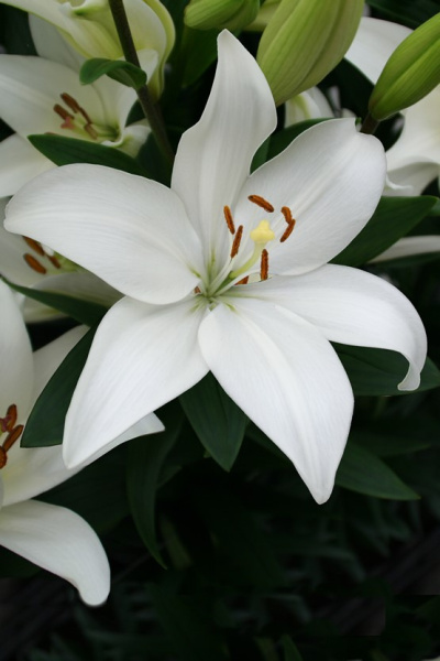 lilium-bright-diamond-876