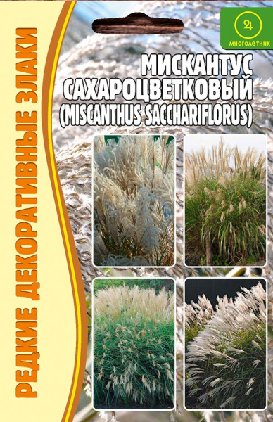 Мискантус сах
