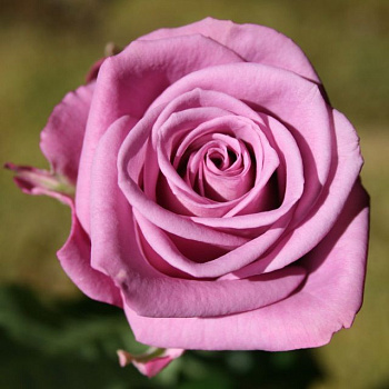  Роза Кул Ватер (Чайно-гибридная) (1шт) в коробке