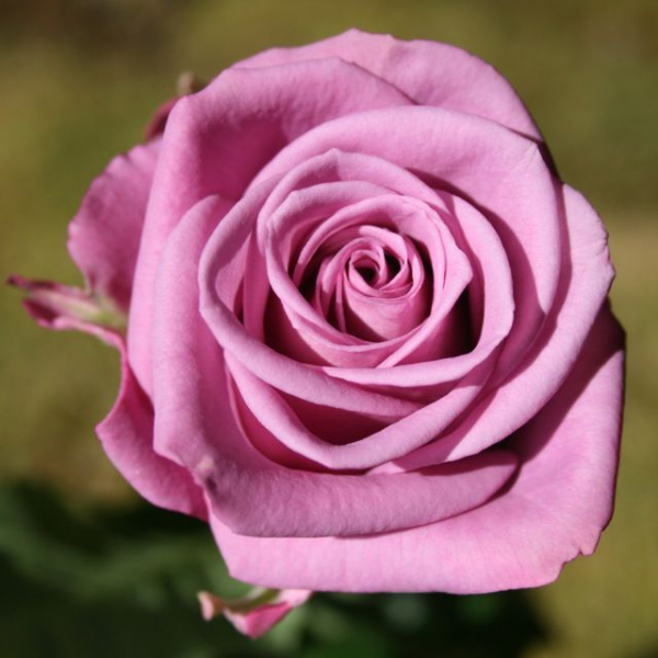 Роза Кул ватер