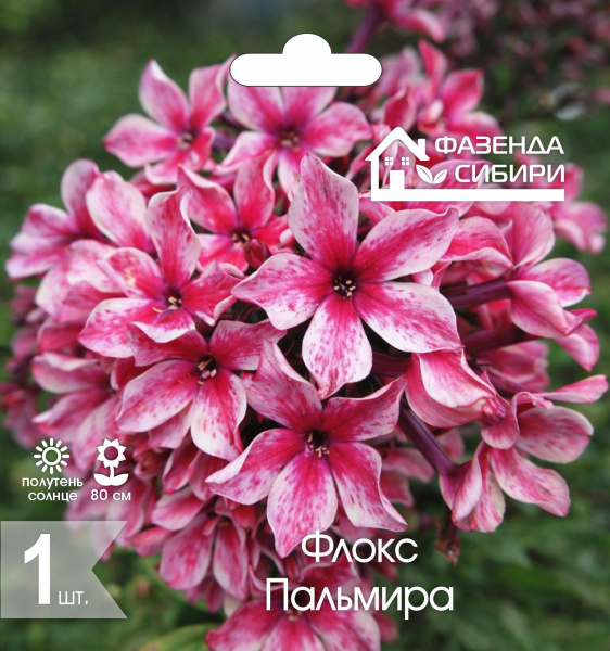 Флокс Пальмира